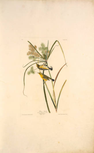 The Birds of America, Plate #14: "Prairie Warbler"