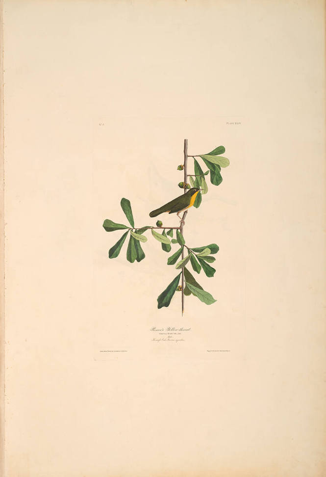The Birds of America, Plate #24: "Roscoe's Yellow-throat"