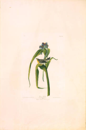 The Birds of America, Plate #30: "Vigor's Warbler"