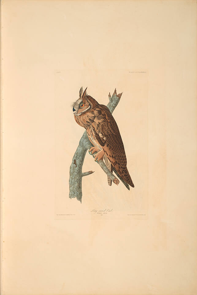The Birds of America, Plate #383: "Long-eared Owl"