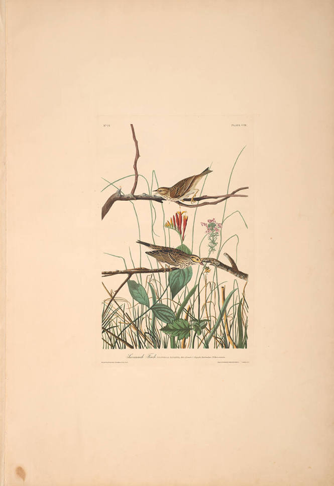 The Birds of America, Plate #109: "Savannah Finch"