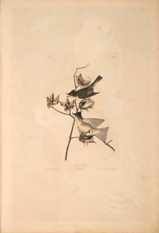 The Birds of America, Plate #120: "Pewit Flycatcher"