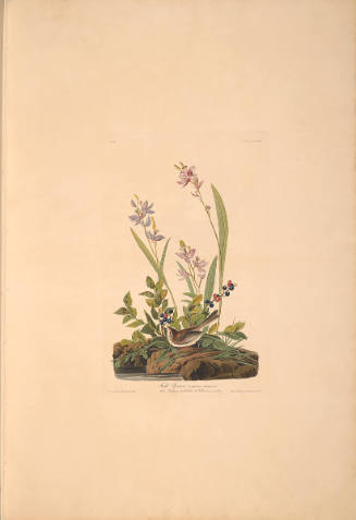 The Birds of America, Plate #139: "Field Sparrow"