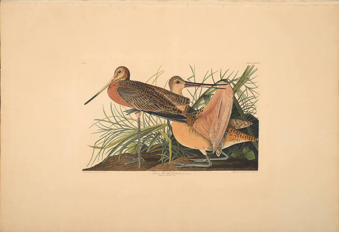 The Birds of America, Plate #238: "Great Marbled Godwit"