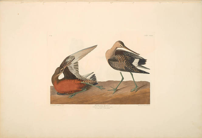 The Birds of America, Plate #258: "Hudsonian Godwit"
