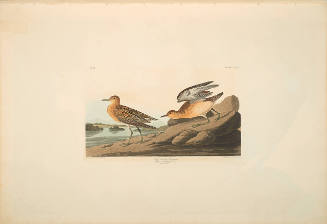 The Birds of America, Plate #265: "Buff-breasted Sandpiper"