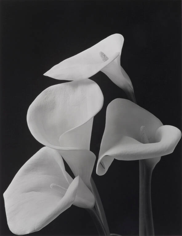 Four Callas, 1980