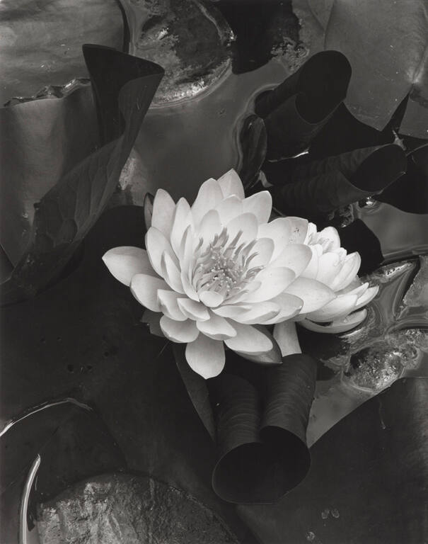 Waterlily Celebration, June 3, 1973