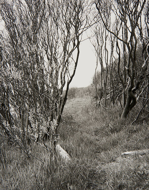 Circuit Path, South, Appledore Island, Isles of Shoals, Maine