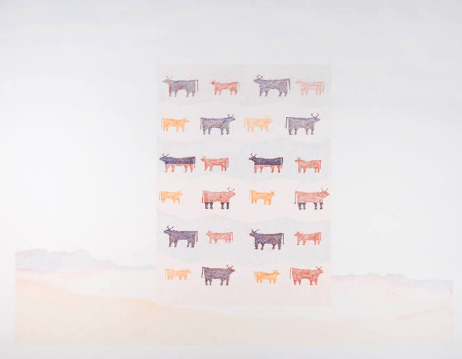 Navajo Cows