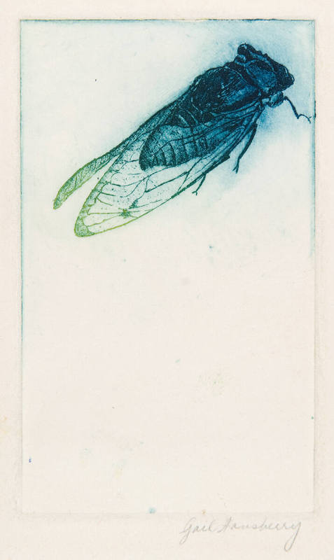 Cicada