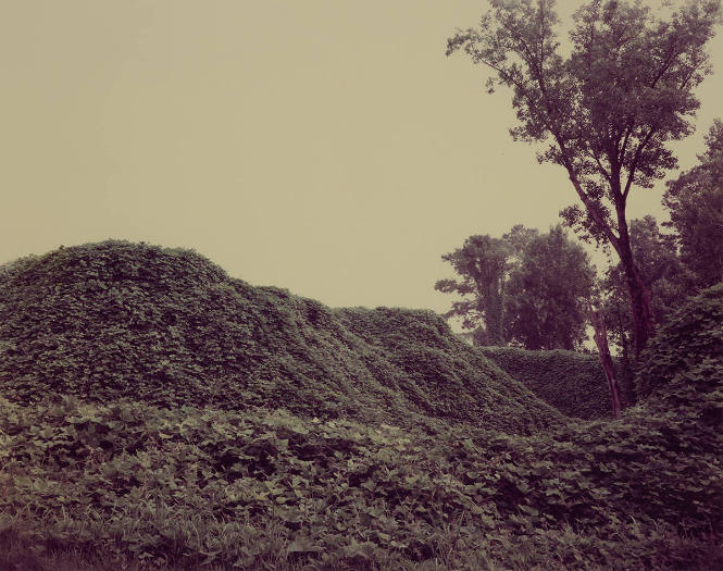 Kudzu in Afternoon Rain, Near Moundville, Alabama