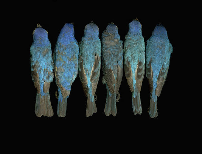 Passerina cyanea, Indigo Bunting, North Carolina Museum of Natural Sciences