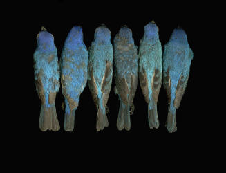 Passerina cyanea, Indigo Bunting, North Carolina Museum of Natural Sciences