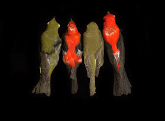 Piranga olivacea, Scarlet Tanager, North Carolina Museum of Natural Sciences