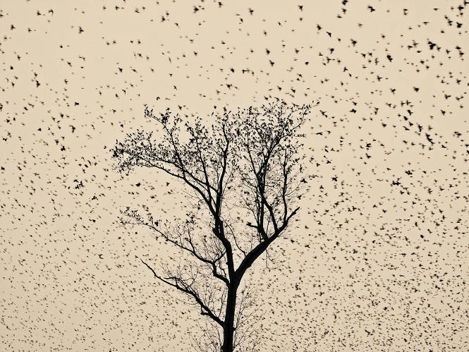 Murmuration, Starlings #2