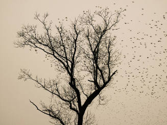 Murmuration, Starlings #7