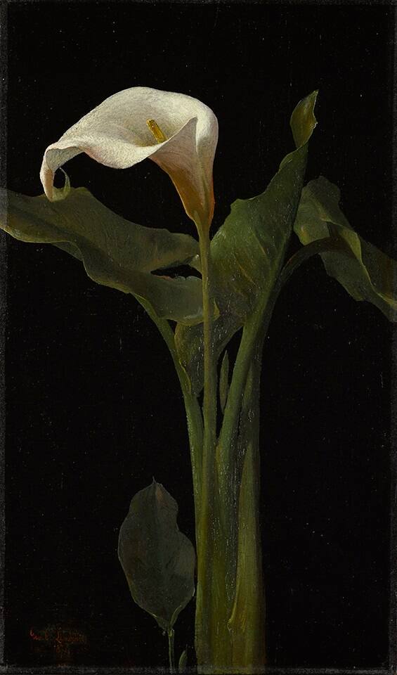 Calla Lily