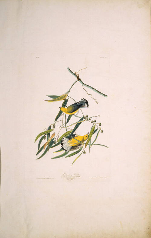 The Birds of America, Plate #3: "Prothonotary Warbler"