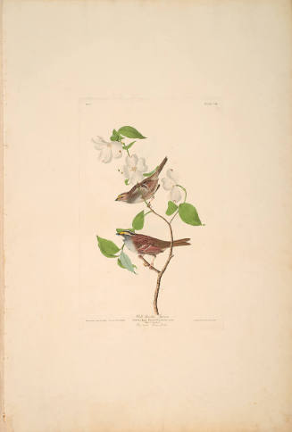 The Birds of America, Plate #8: "White-throated Sparrow"