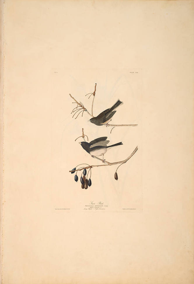 The Birds of America, Plate #13: "Snow Bird"