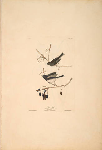 The Birds of America, Plate #13: "Snow Bird"