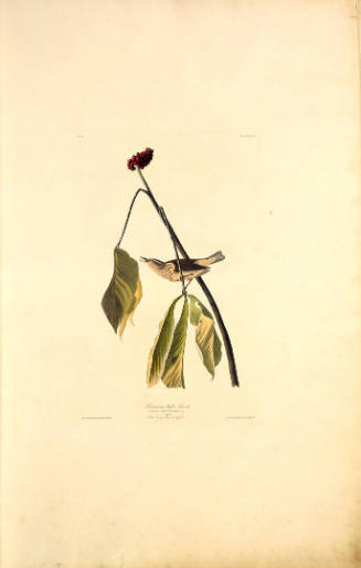 The Birds of America, Plate #19: "Louisiana Water Thrush"