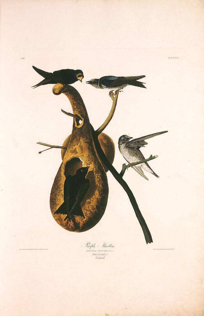 The Birds of America, Plate #22: "Purple Martin"