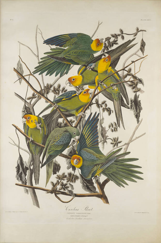 The Birds of America, Plate #26: "Carolina Parrot"