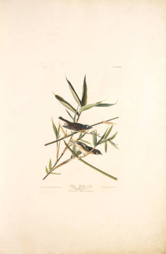 The Birds of America, Plate #28: "Solitary Flycatcher"