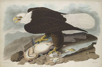 The Birds of America, Plate #31: "White-headed Eagle"