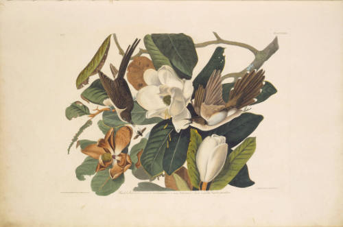 The Birds of America, Plate #32: "Black-billed Cuckoo"