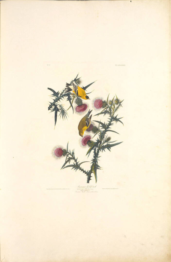 The Birds of America, Plate #33: "American Goldfinch"