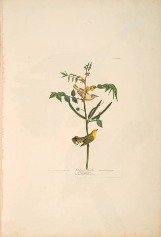 The Birds of America, Plate #35: "Children's Warbler"