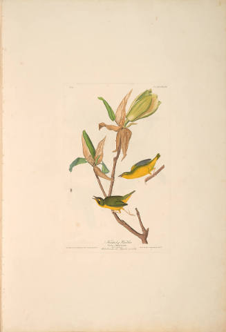 The Birds of America, Plate #38: "Kentucky Warbler"