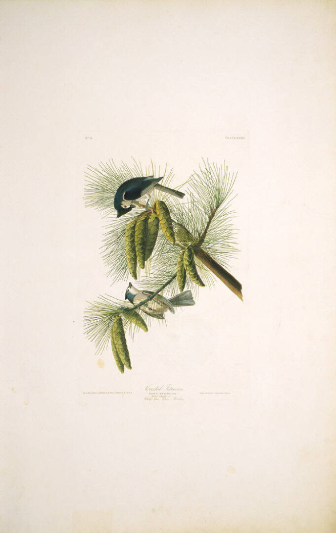 The Birds of America, Plate #39: "Crested Titmouse"