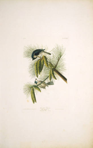 The Birds of America, Plate #39: "Crested Titmouse"