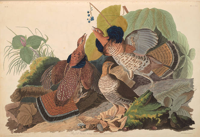 The Birds of America, Plate #41: "Ruffed Grouse"