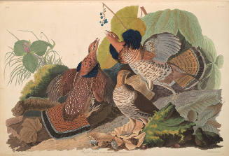 The Birds of America, Plate #41: "Ruffed Grouse"