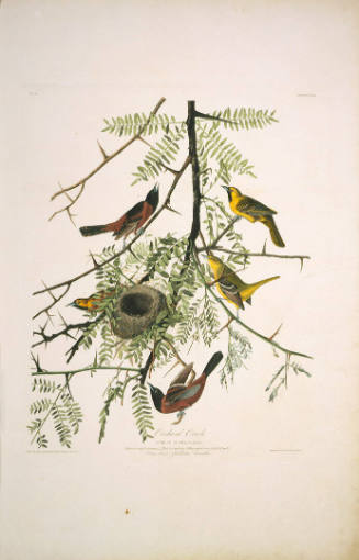 The Birds of America, Plate #42: "Orchard Oriole"