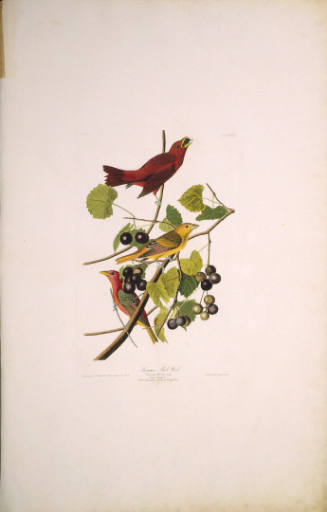 The Birds of America, Plate #44: "Summer Red Bird"