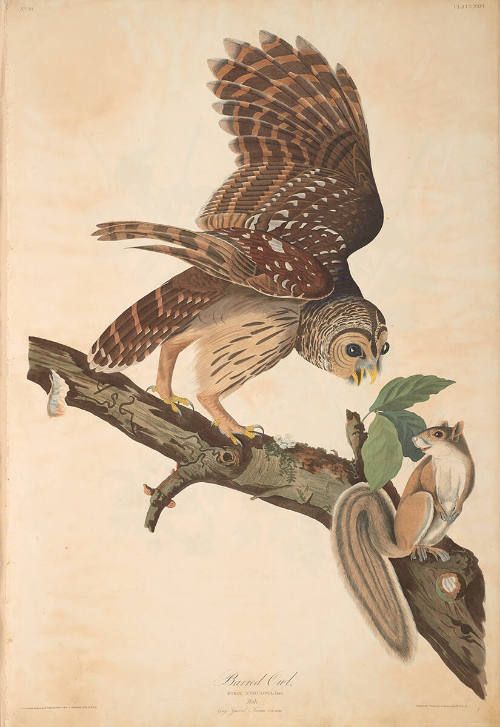 The Birds of America, Plate #46: "Barred Owl"