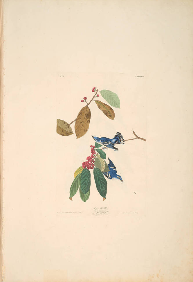 The Birds of America, Plate #48: "Azure Warbler"