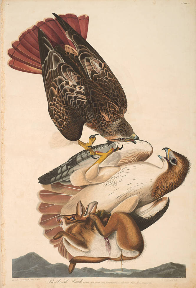 The Birds of America, Plate #51: "Red-tailed Hawk"