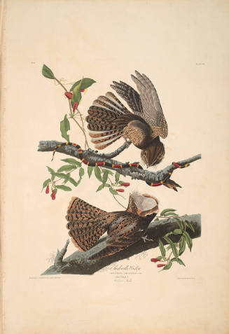 The Birds of America, Plate #52: "Chuck Will's Widow"