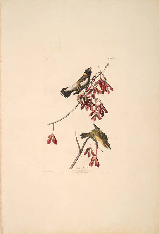 The Birds of America, Plate #54: "Rice Bird"