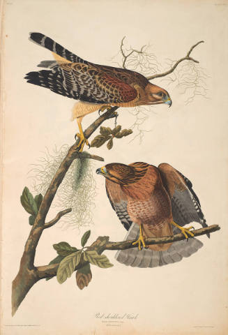 The Birds of America, Plate #56: "Red-shouldered Hawk"