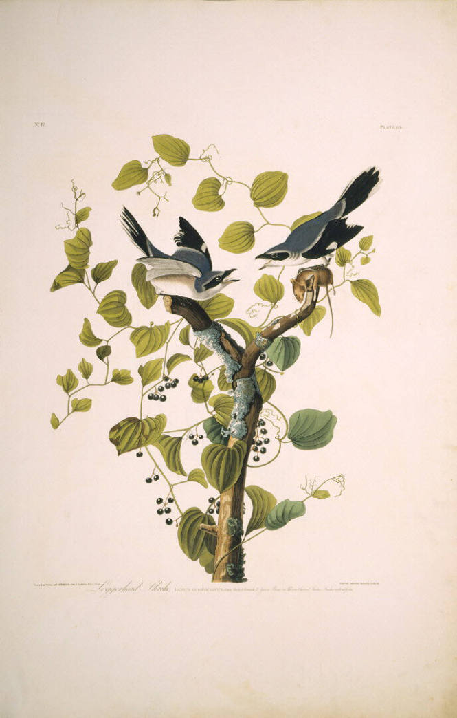 The Birds of America, Plate #57: "Loggerhead Shrike"