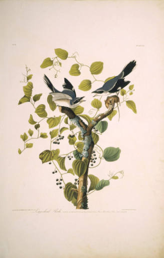 The Birds of America, Plate #57: "Loggerhead Shrike"