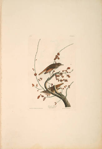 The Birds of America, Plate #58: "Hermit Thrush"